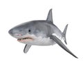 Great White Shark Isolated Royalty Free Stock Photo