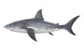 Great White Shark Isolated Royalty Free Stock Photo