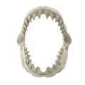 Great White Shark Jaw Bone 3D Illustration Isolated On White Background Royalty Free Stock Photo