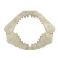 Great White Shark Jaw Bone 3D Illustration Isolated On White Background Royalty Free Stock Photo