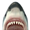 Great White Shark Jaws Royalty Free Stock Photo