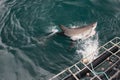 Great White Shark Jump