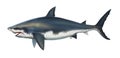 Great white shark killer side view illustration. Royalty Free Stock Photo