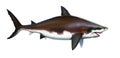 Great white shark killer side view illustration. Royalty Free Stock Photo
