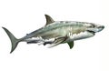 Great white shark, man-eating shark, Carcharodon carcharias