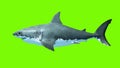 Great White Shark Megalodon on a green background. Two seamless looped 3d animations. 4K