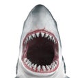 Great White Shark Open Mouth Isolated