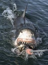 Great white shark with open mouth on the surface out of the water and  grabs bait. Scientific name: Carcharodon carcharias.  South Royalty Free Stock Photo