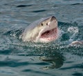 Great white shark with open mouth on the surface out of the water. Royalty Free Stock Photo