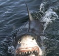 Great white shark with open mouth on the surface out of the water. Royalty Free Stock Photo