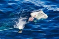 Great white shark with open mouth about to attack in watching sharks tour