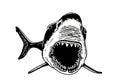 Great white shark with open mouth on white,vector megalodon element, underwater habitant Royalty Free Stock Photo