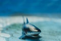 Great white shark plastic toy in an empty swimming pool