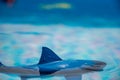 Great white shark plastic toy on the surface of a swimming pool