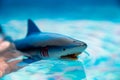 Great white shark plastic toy on the surface of a swimming pool