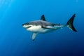 Great White shark ready to attack Royalty Free Stock Photo