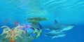 Great White Shark Reef Royalty Free Stock Photo