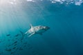 Great white shark and shoal of fish Royalty Free Stock Photo