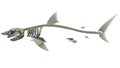 Great White Shark Skeleton 3D rendering