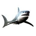 Great white shark swimming Royalty Free Stock Photo