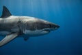 Great White Shark Swimming in Profile in Deep Blue Ocean Water Royalty Free Stock Photo