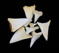 Great white shark teeth