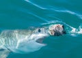 A great white shark about to surface