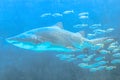 Great white shark Royalty Free Stock Photo