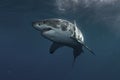 Great White Shark Underwater Royalty Free Stock Photo