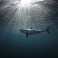 Great White Shark Underwater