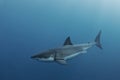 Great White Shark Underwater