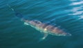 Great White Shark Underwater Royalty Free Stock Photo