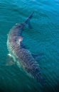 Great White Shark Underwater . Royalty Free Stock Photo