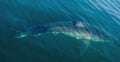 Great White Shark Underwater . Royalty Free Stock Photo