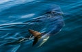 Great White Shark Underwater . Royalty Free Stock Photo