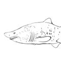 Great White Shark Underwater. Sketch. Black contour on a white b Royalty Free Stock Photo