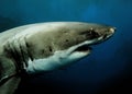 Great White Shark in the watercolour filter