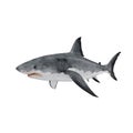 Great White Shark on White Background