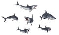 Great white sharks isolated on white background Royalty Free Stock Photo