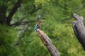 Great White throated Kingfisher bird in potrait mode