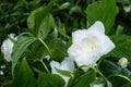 Great white trillium, trillium grandiflorum `Flore Pleno`, blooming in a garden