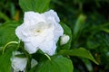 Great white trillium, trillium grandiflorum `Flore Pleno`, blooming in a garden