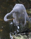 Great White Egret Stock Photo. Great White Egret in the water with a reflection. Picture. Portrait. Image. Ghostly reflection