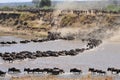 Great wildebeest migration in tanzania Royalty Free Stock Photo
