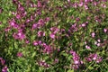 Red campion, silene dioica, flowers