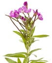 Great Willowherb, Epilobium hirsutum. Royalty Free Stock Photo