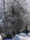 Snowy hiking trail with icy trees Royalty Free Stock Photo