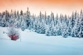 Great winter sunrise in Carpathian mountains with snow covered fir trees. Incredible morning scene of mountain forest. Beauty of n Royalty Free Stock Photo