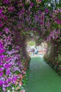 The great wisteria flower arch