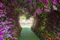 The great wisteria flower arch